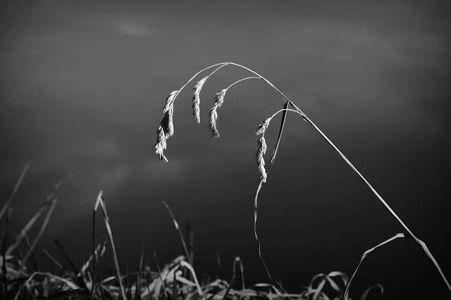 grass