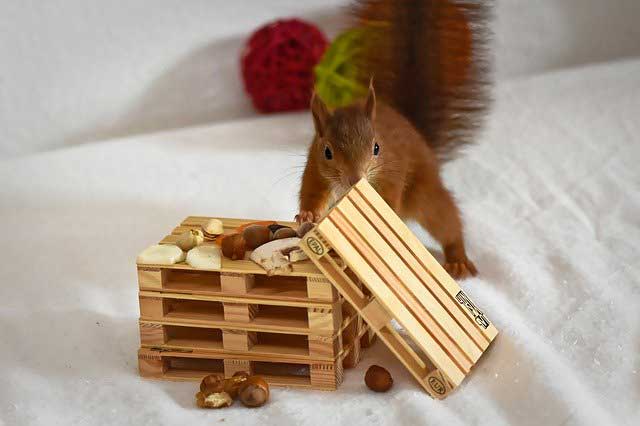 squirrel